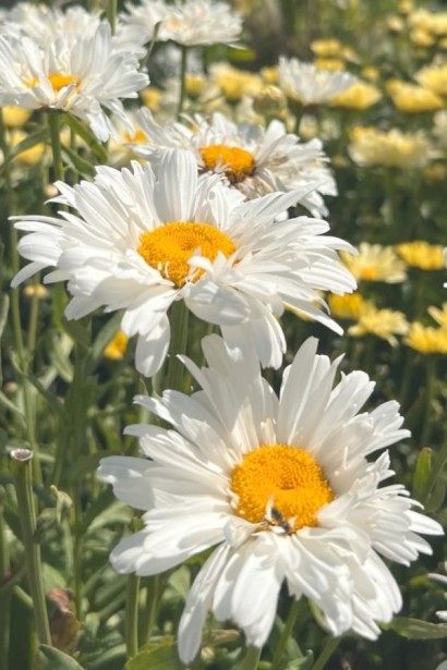 Ромашка чудова(махрова) ‘Крейзі Дейзі’|Leucanthemum superbum ‘Crazy Daisy’|Ромашка Махровая ‘Крейзи Дейзи’